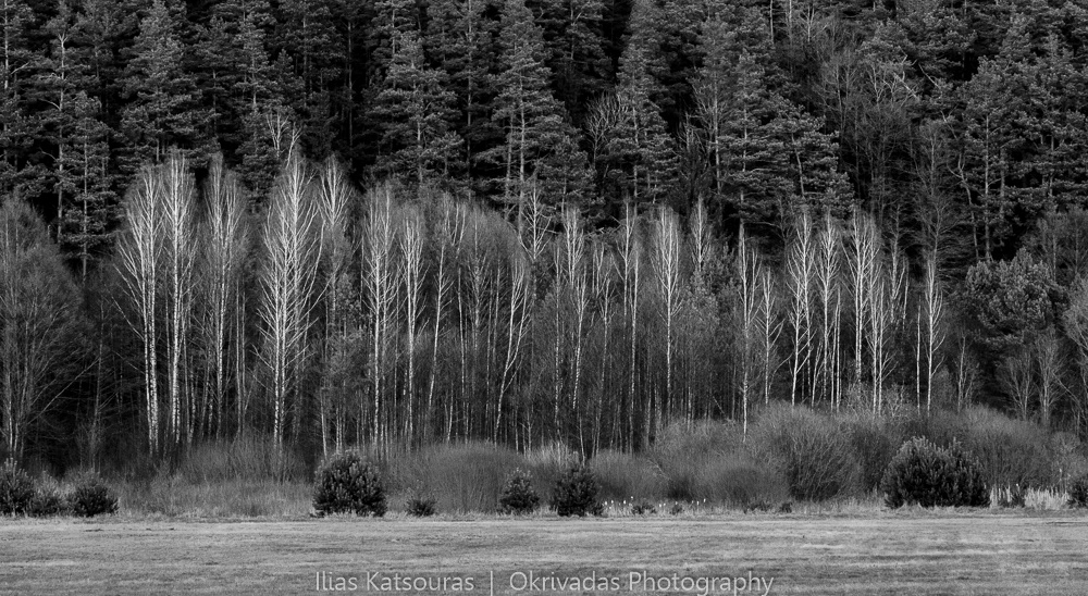 lithuania forest landscape nature λιθουανία δάσος τοπίο φύση