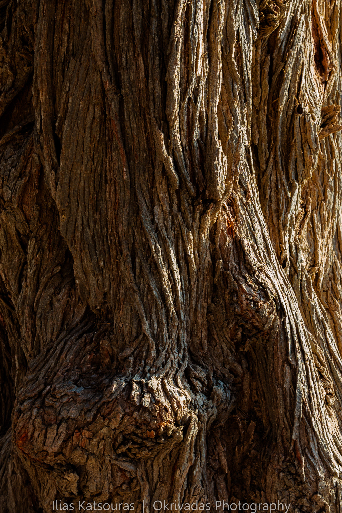 tree,texture,trunk,δέντρο,κορμός