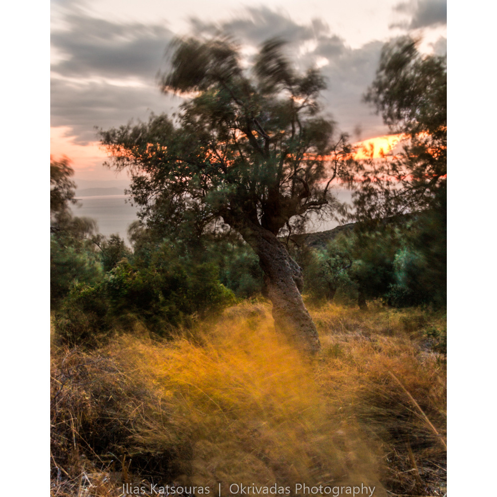 pelio movement olive tree long exposure μεγάλη έκθεση ελιά πήλιο