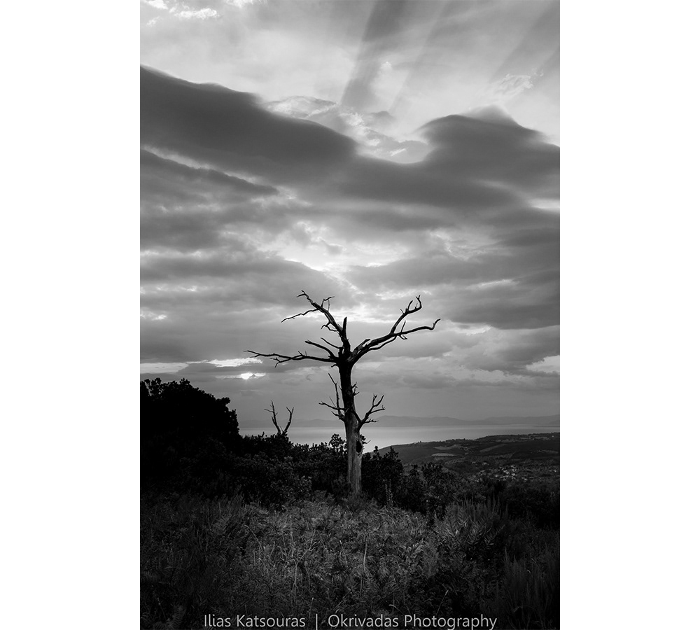 cross tree nature light pelion σταυρός δέντρο φύση φώς πήλιο