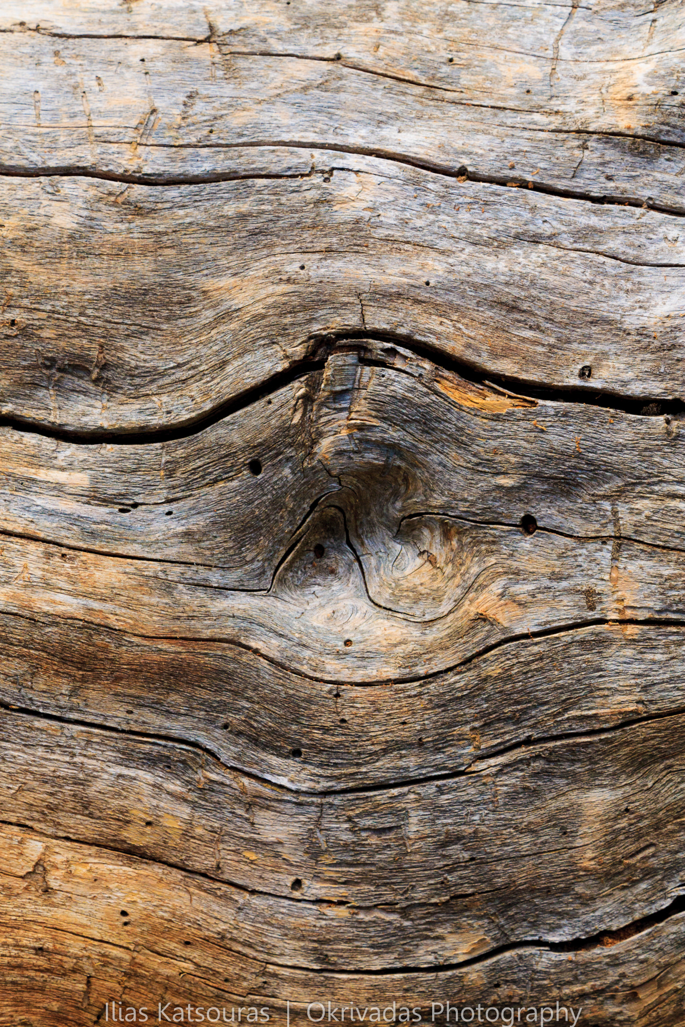 tree trunk detail colours δέντρο κορμός λεπτομέρεια χρώμα