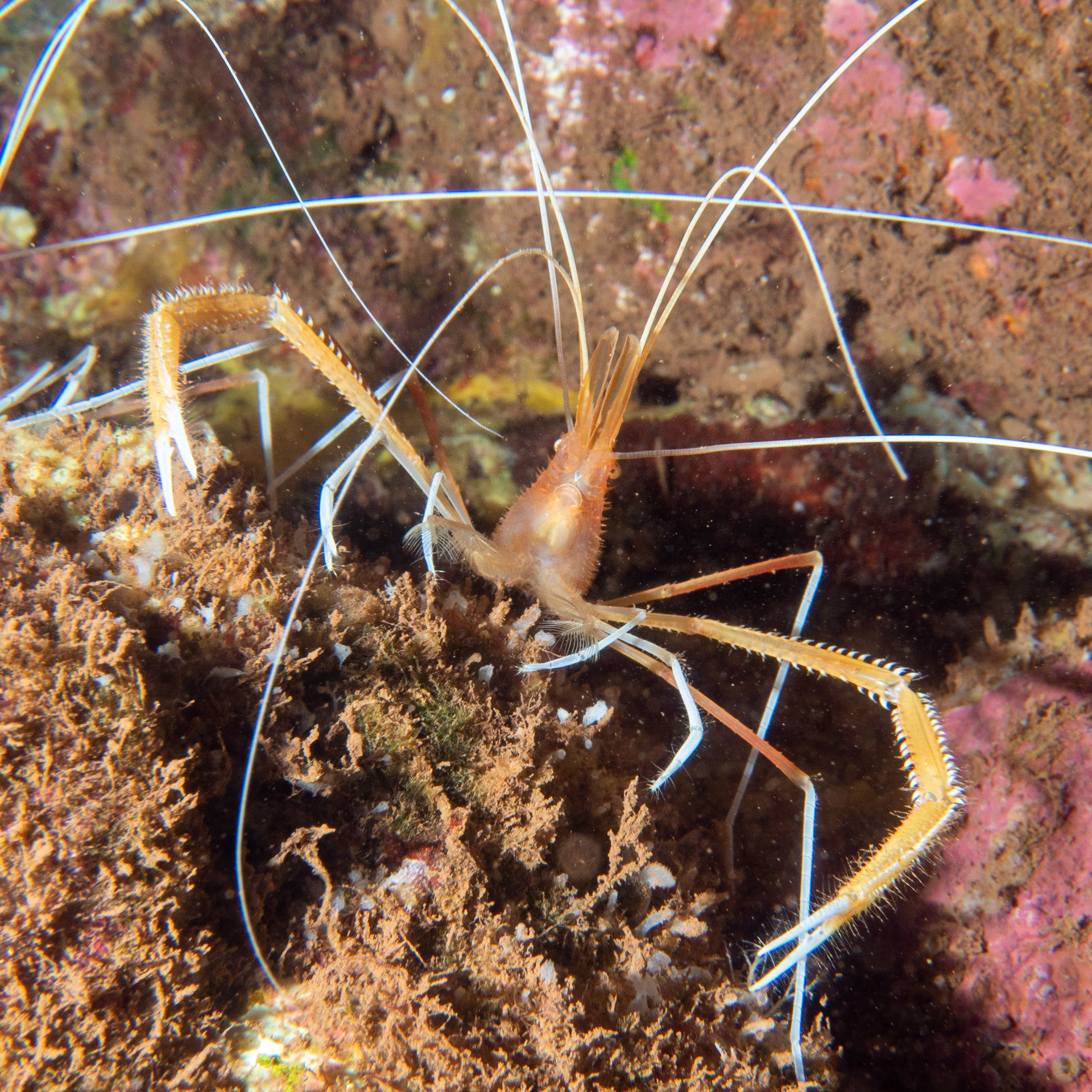 ghost shrimp