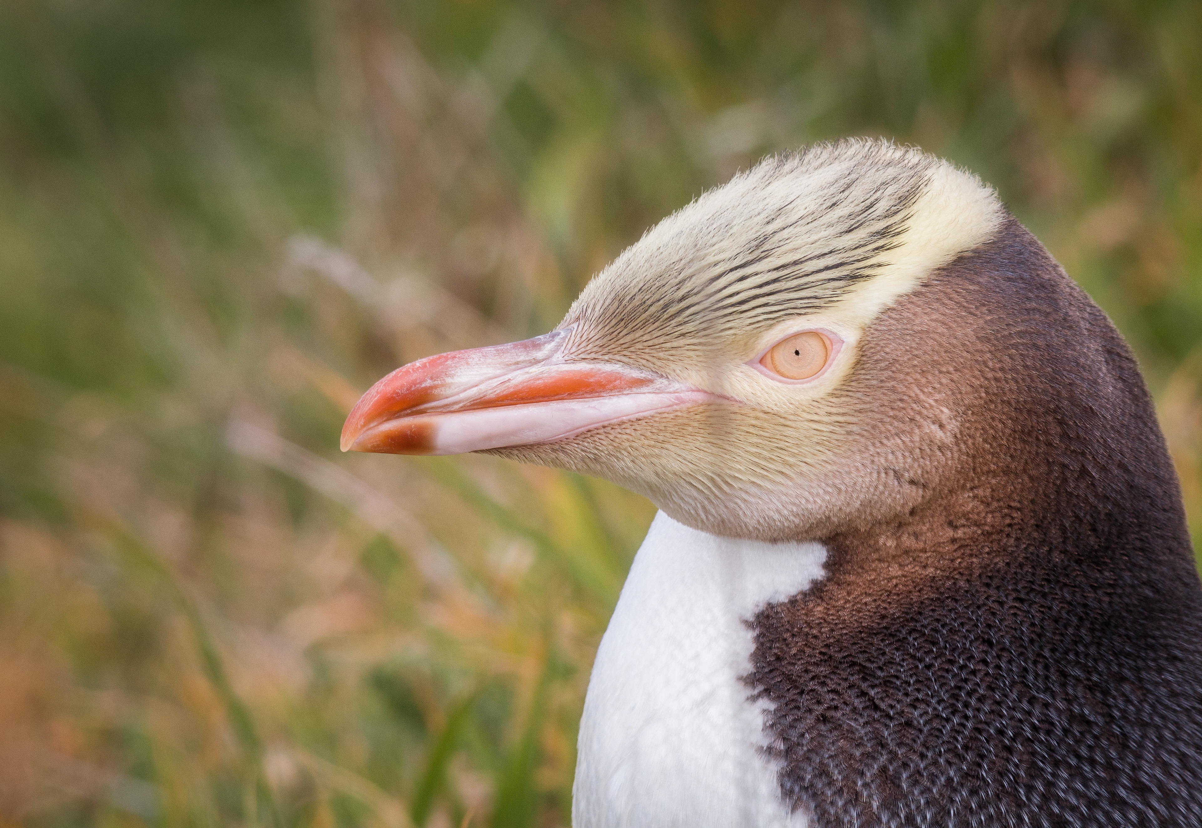 gelbaugenpinguin