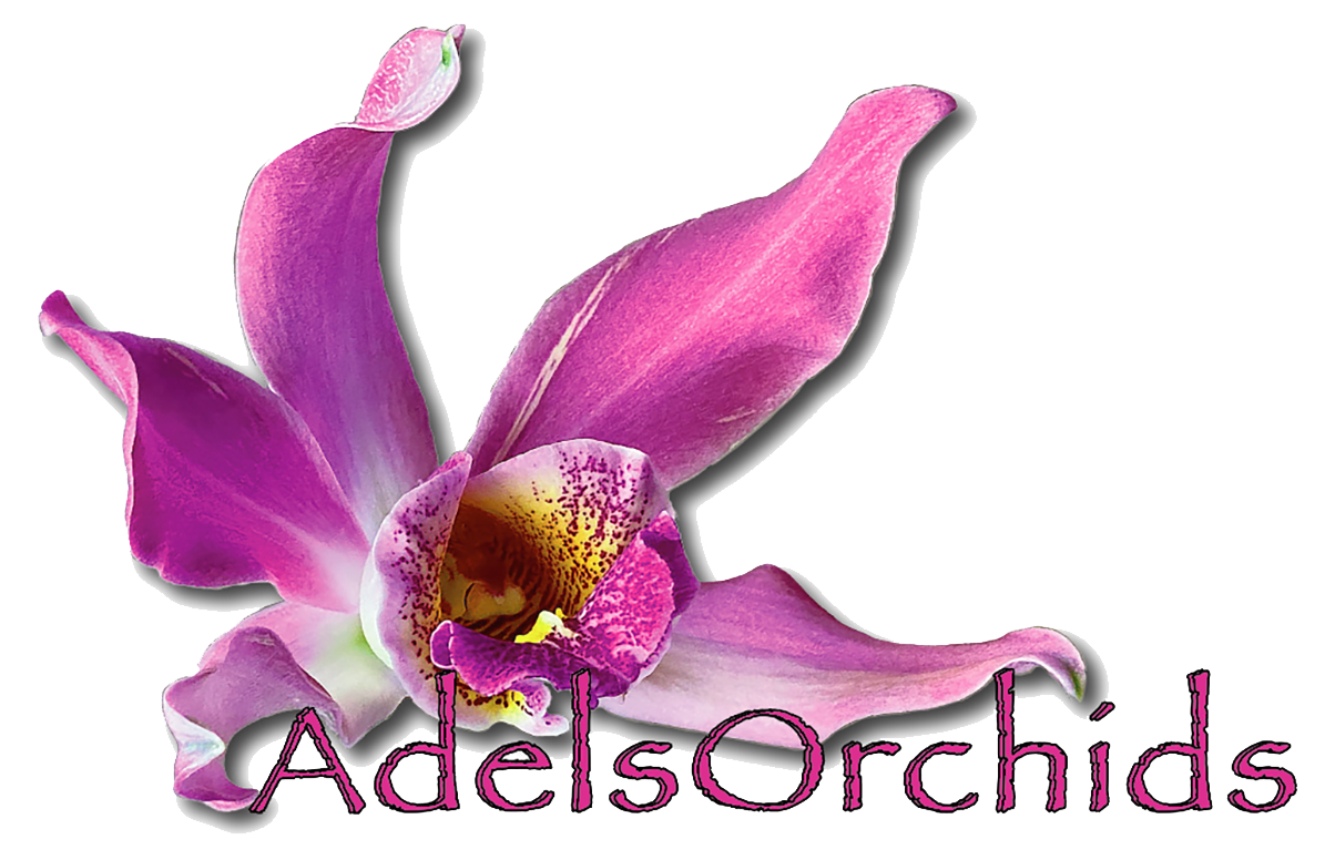 AdelsOrchids