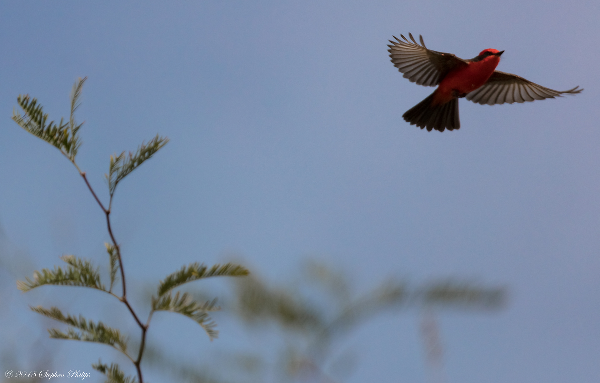 Vermillion Flycatcher
