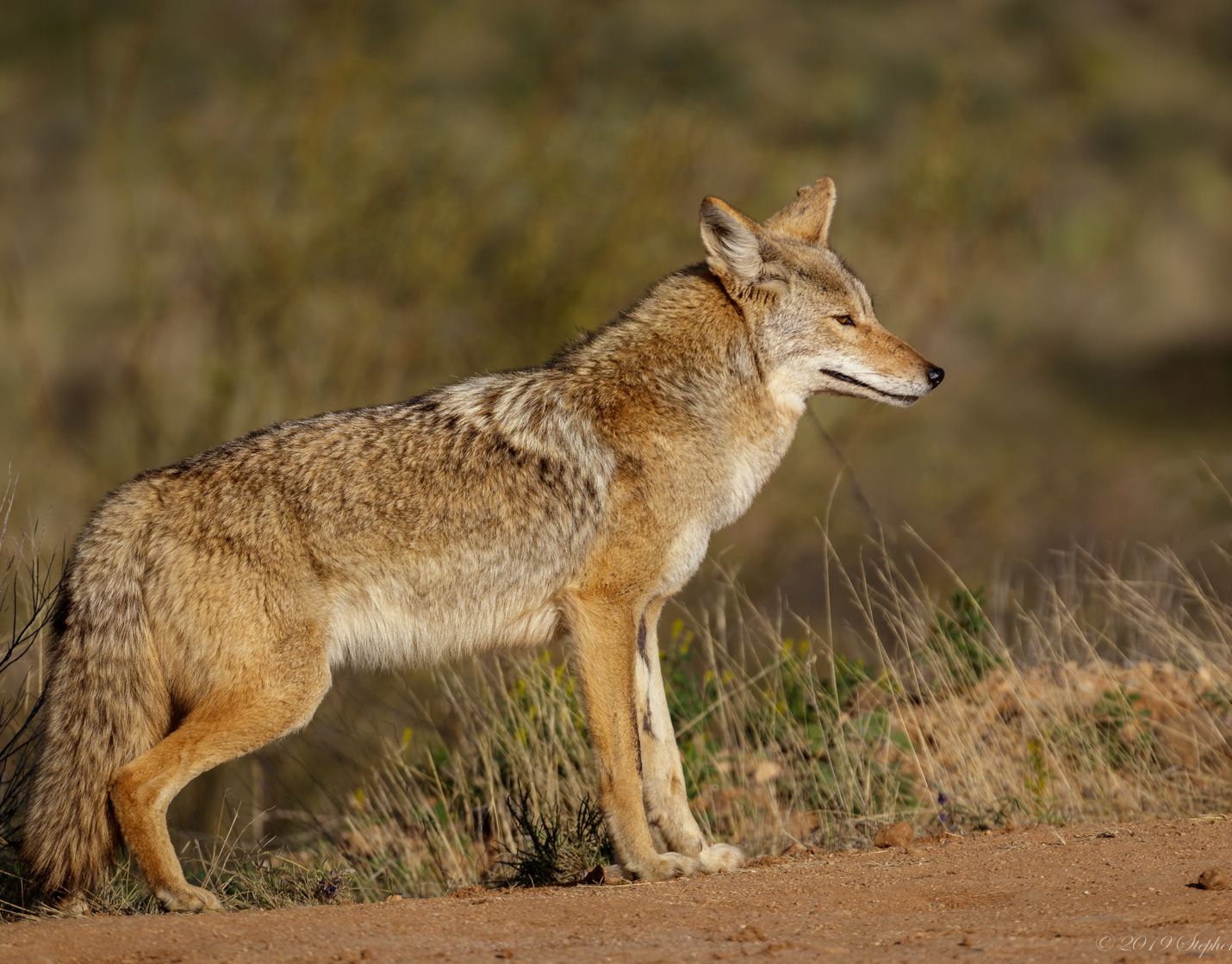 Stephen Philips - Amazing Animals of Arizona