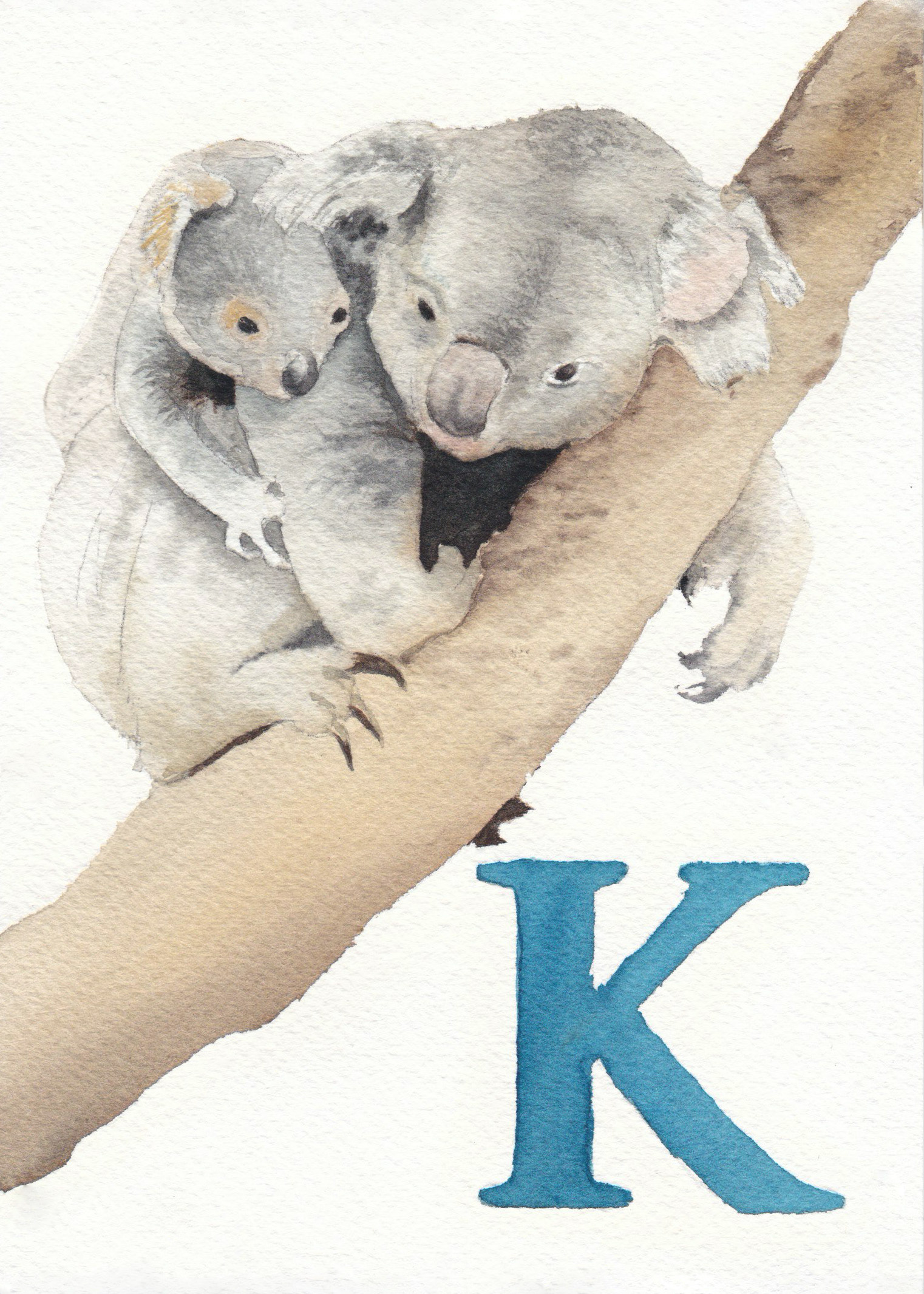 K is for Koala