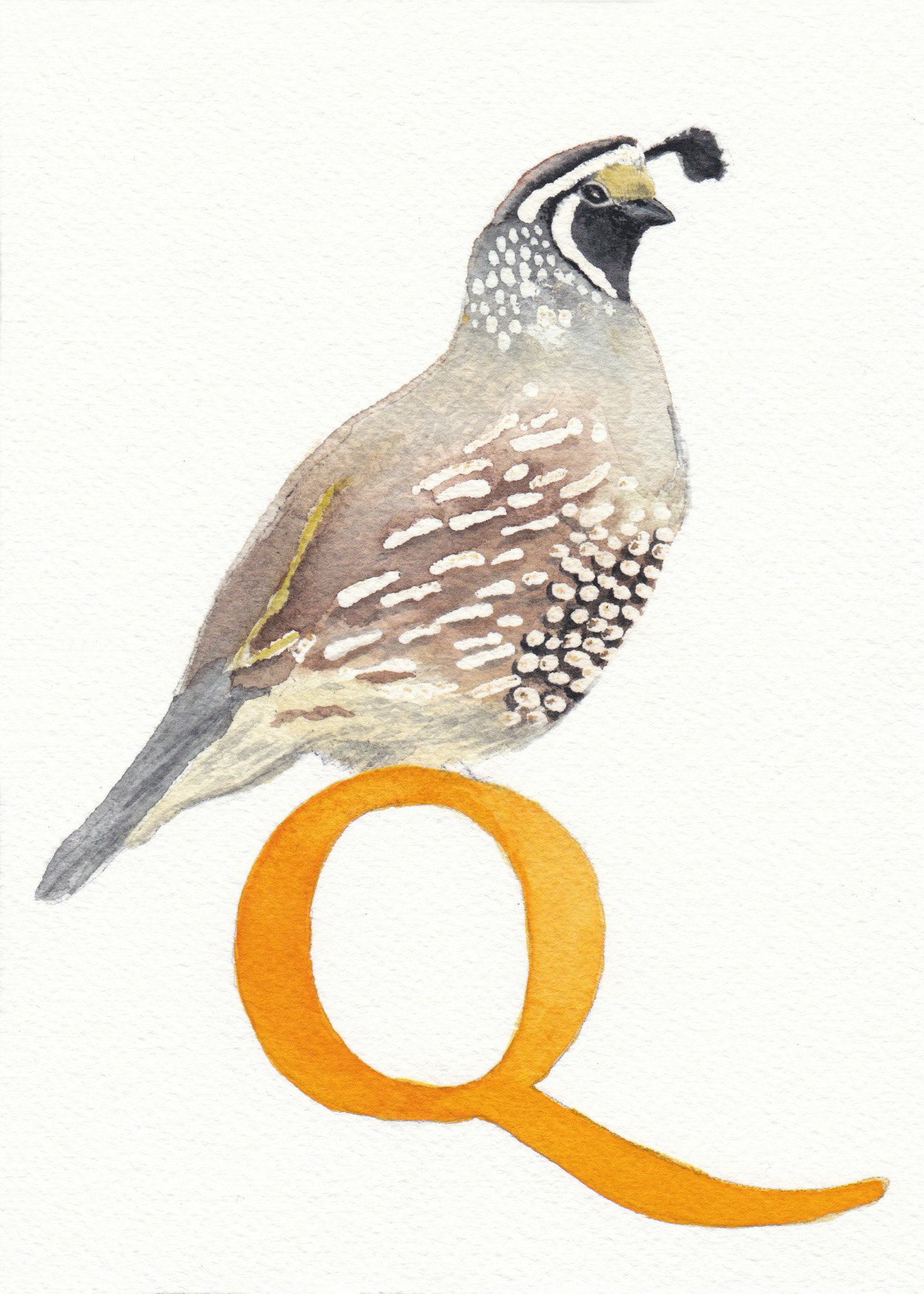 Q is for Quail