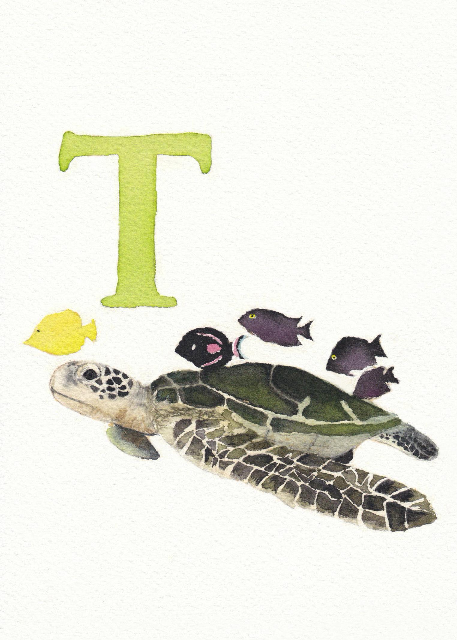 T is for Turtle