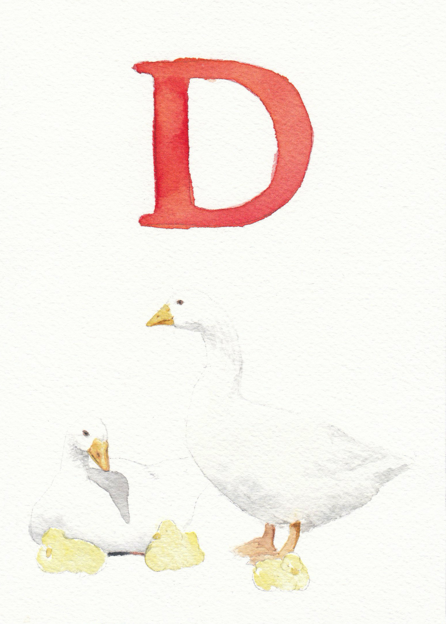 D is for Duck