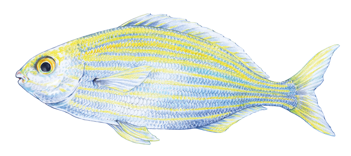 Goldstrieme, colored pencil illustration by Anna Frohmann