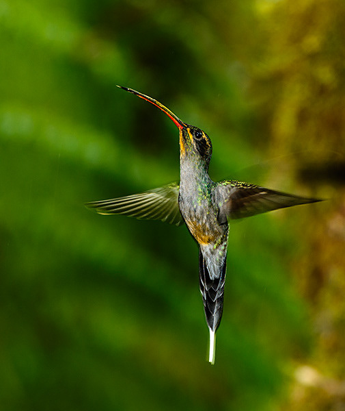 Green Hermit (Phaethornis guy)