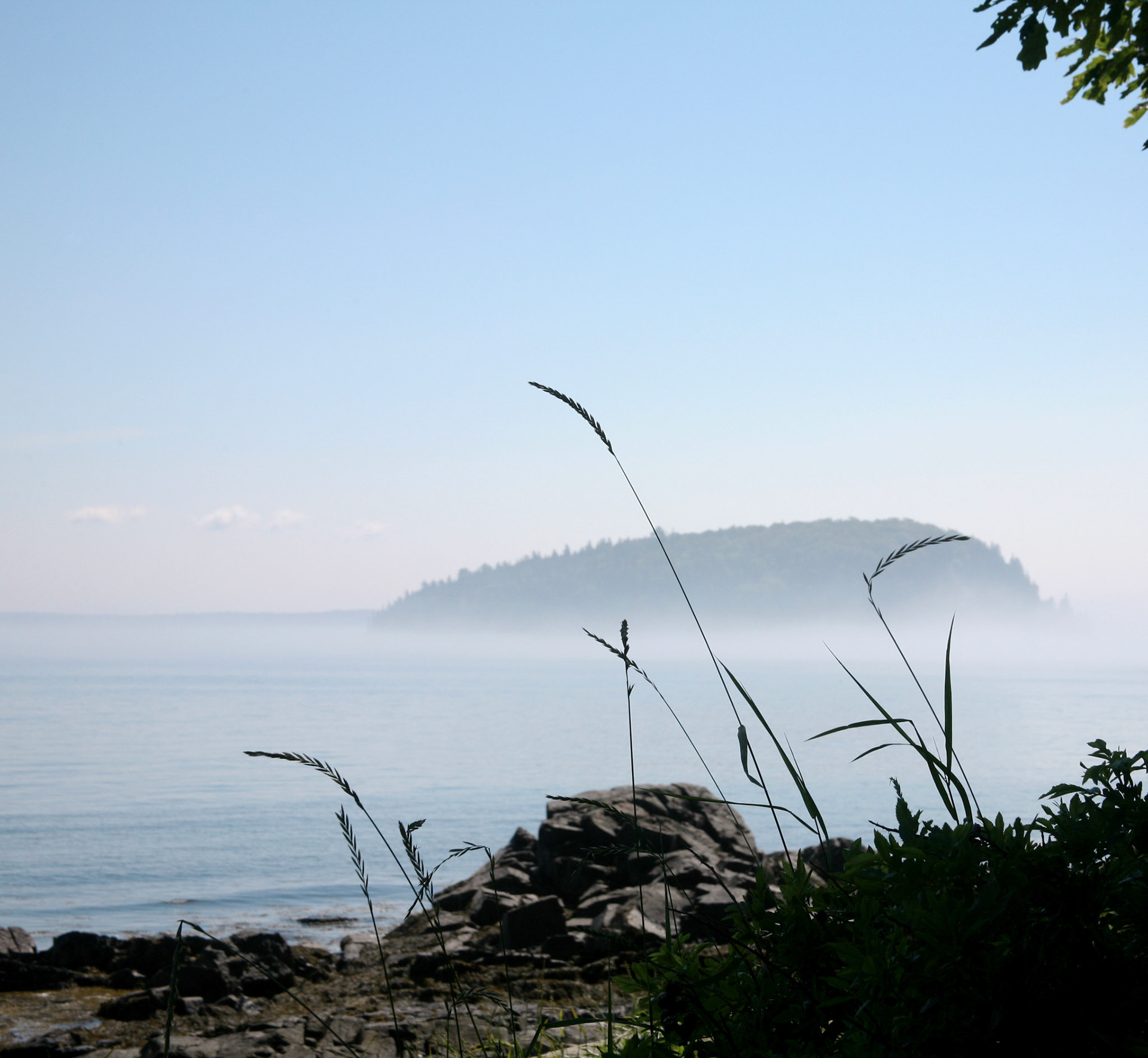 Island Grass in Fog