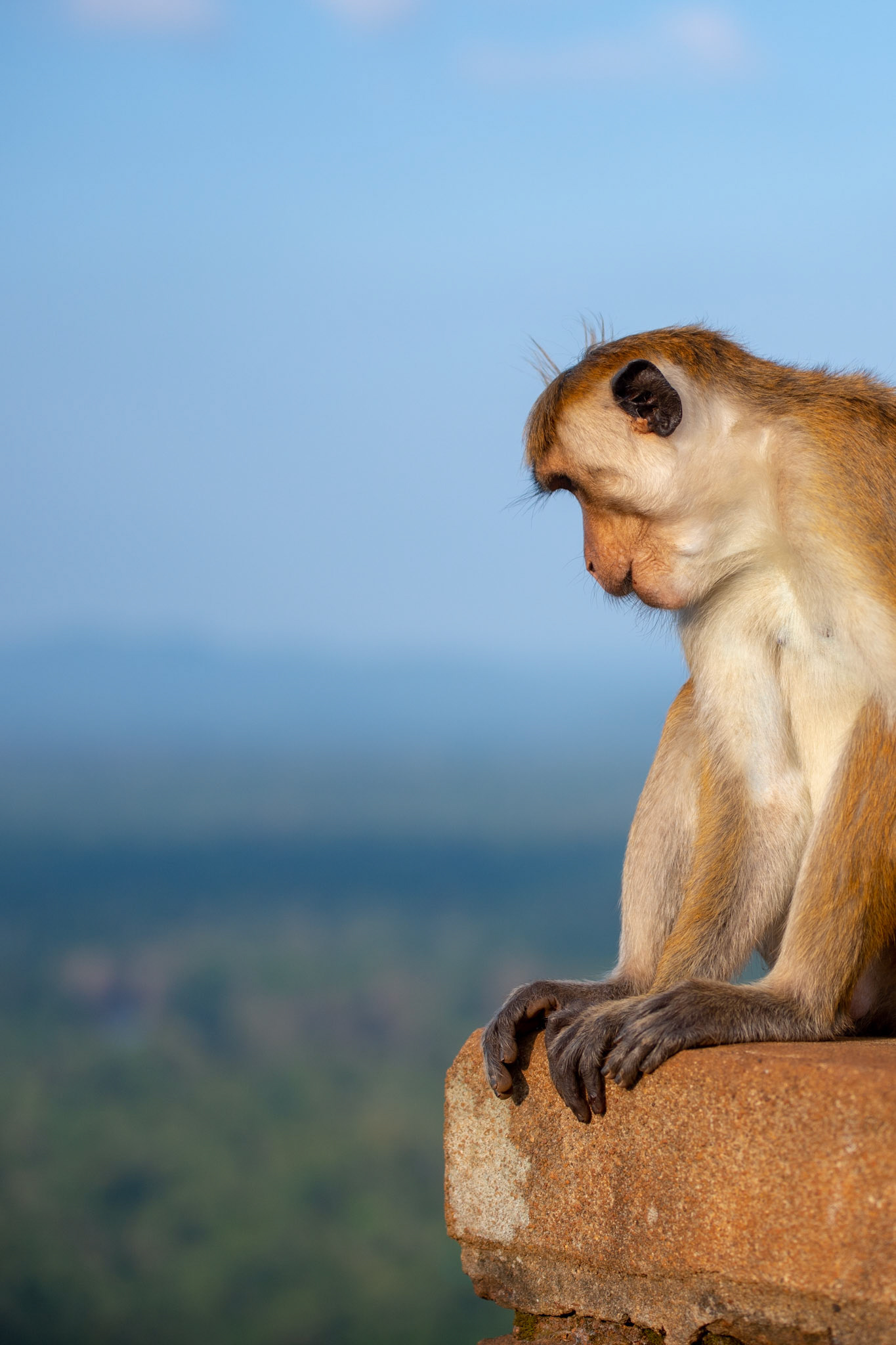King Monkey Sigiriya