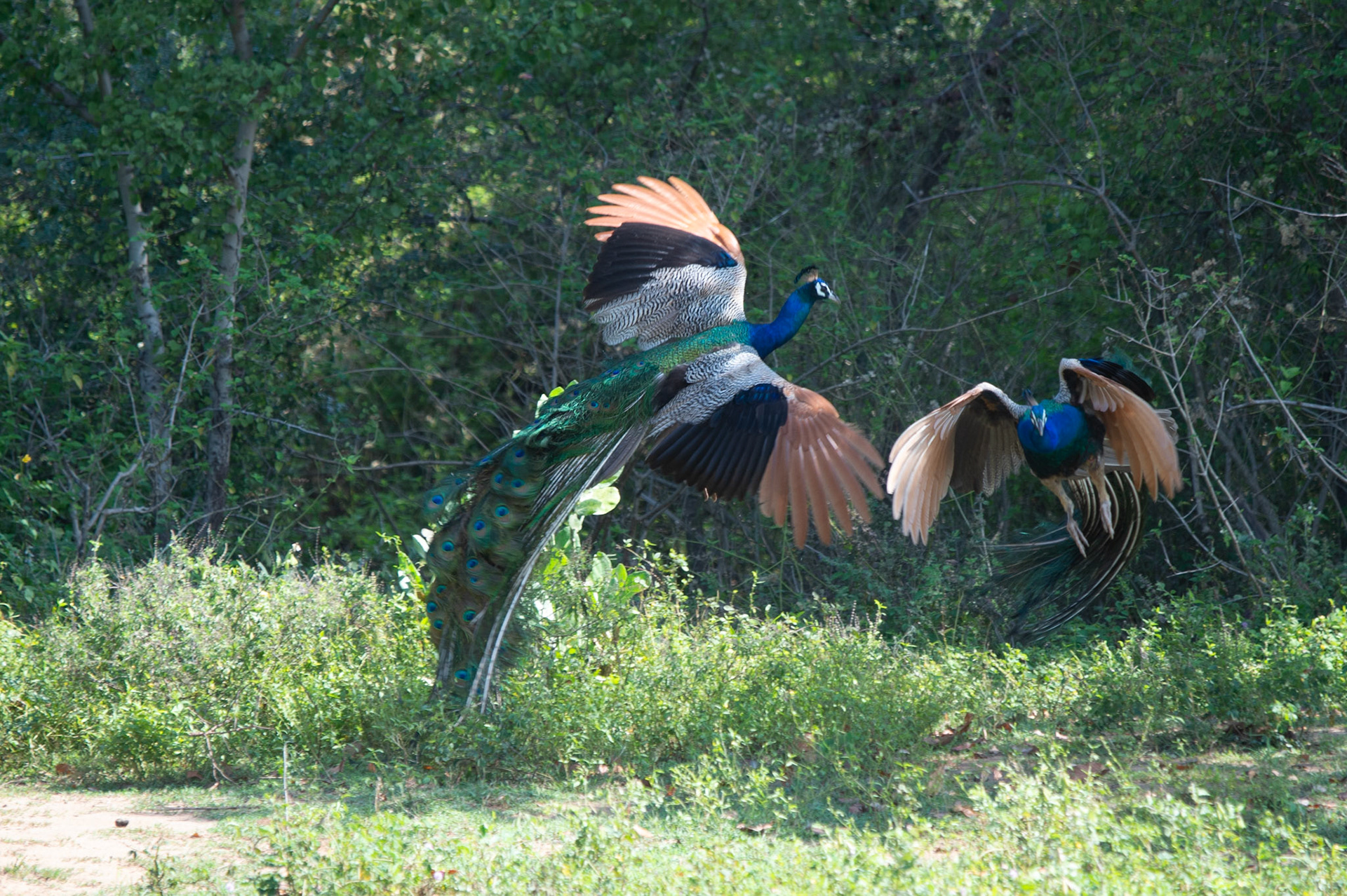 Wildlife photography 6