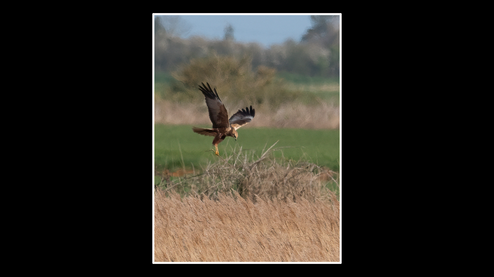 Marsh Harrier