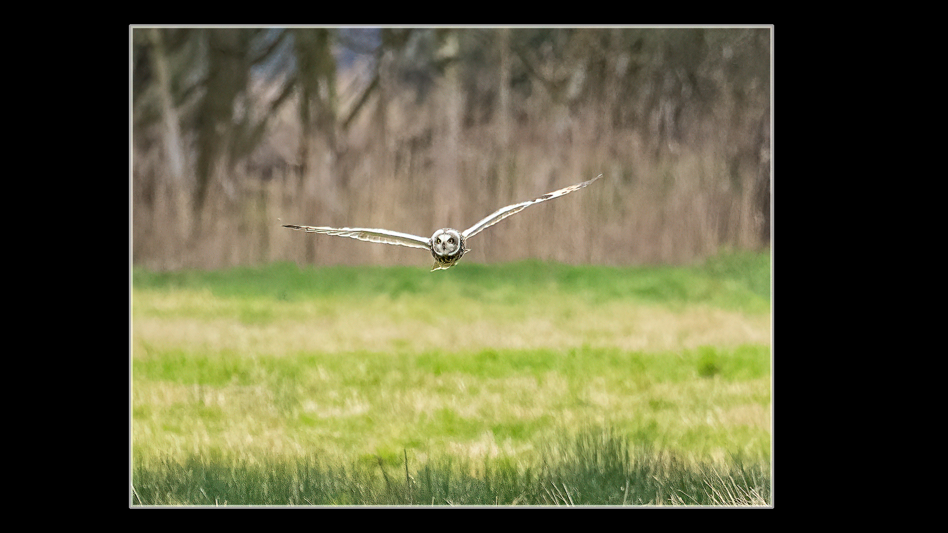 Short-eared Owl