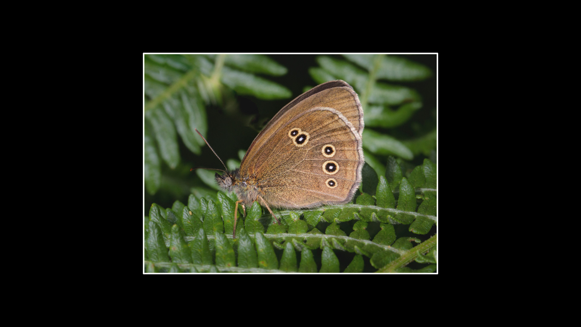 Ringlet