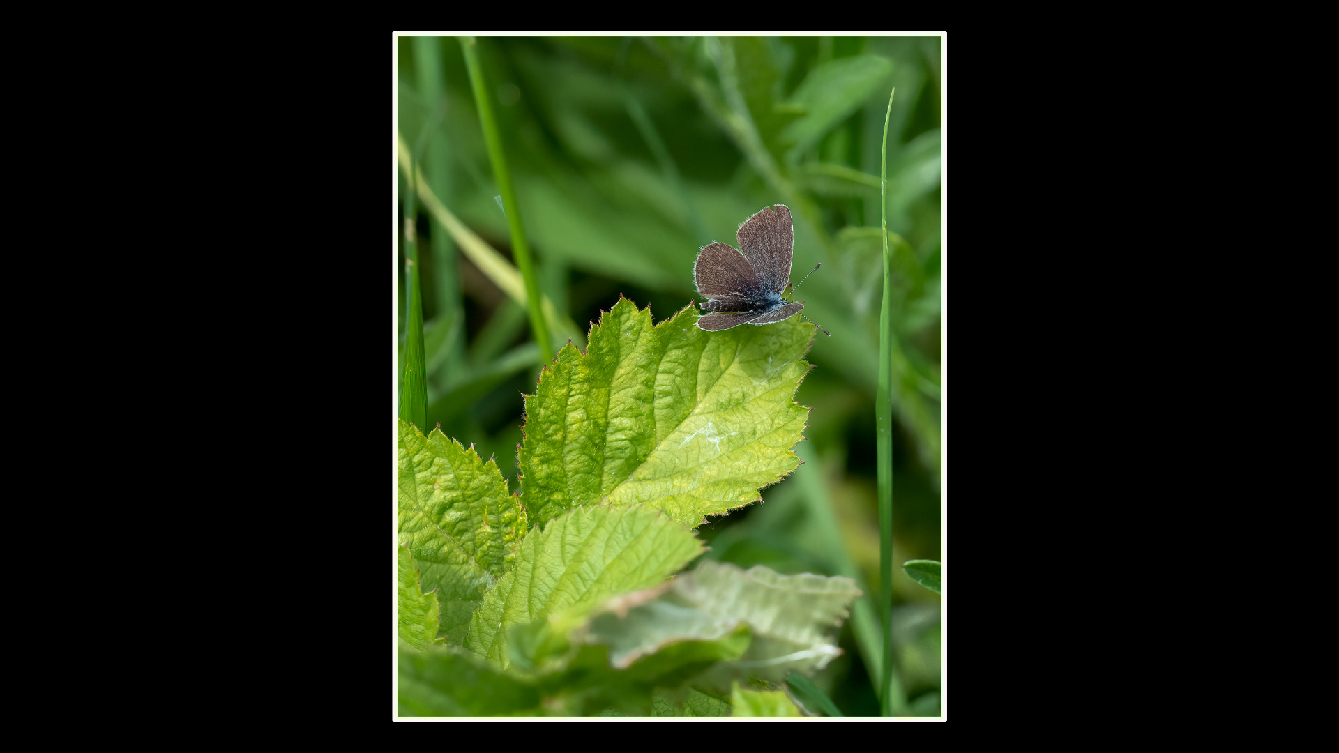 Small Blue