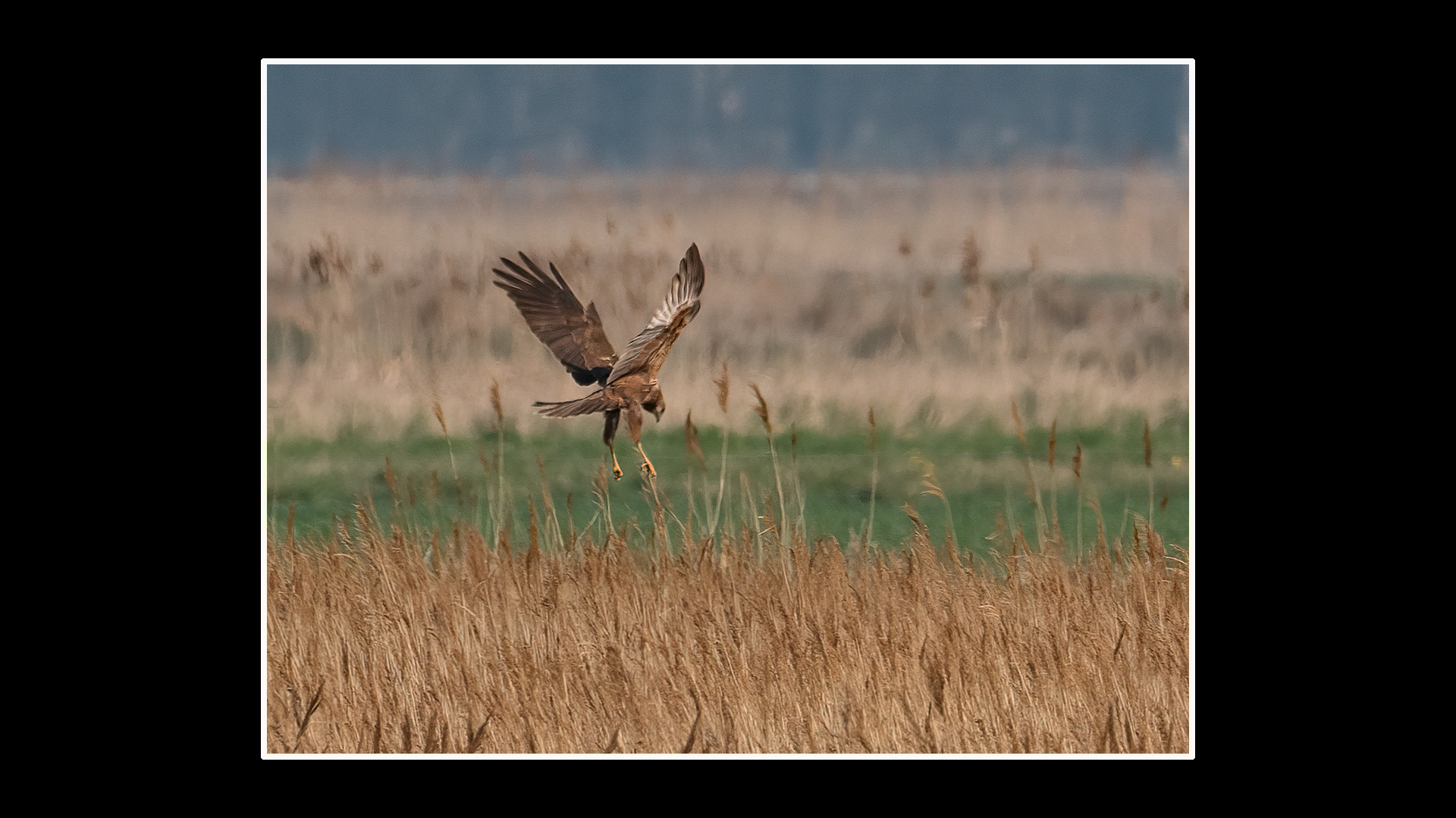 Marsh Harrier