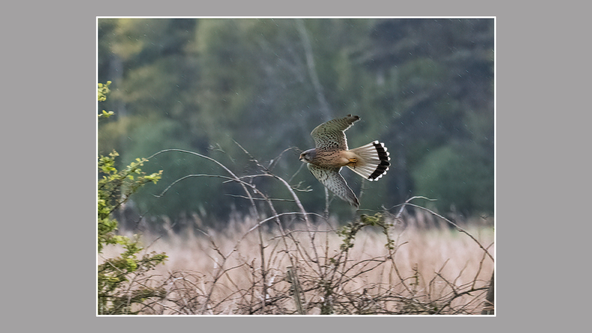 Kestrel
