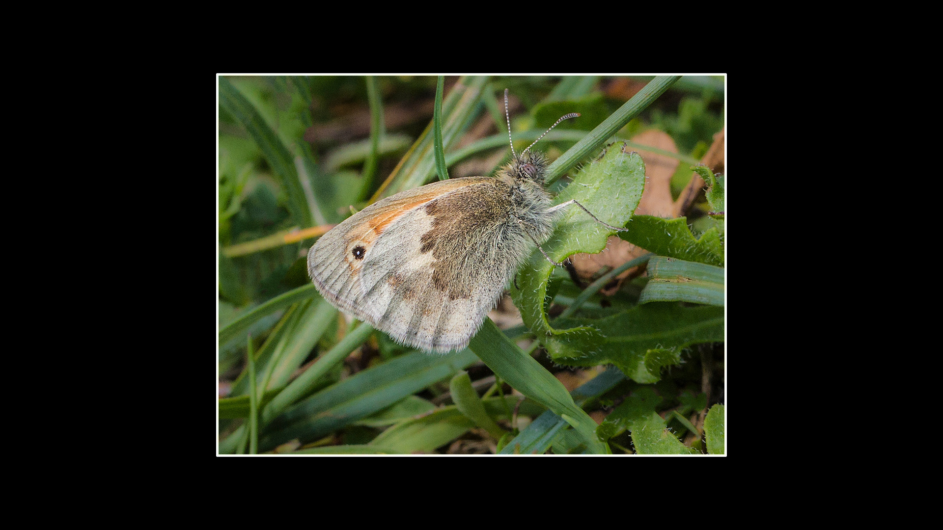 Small Heath