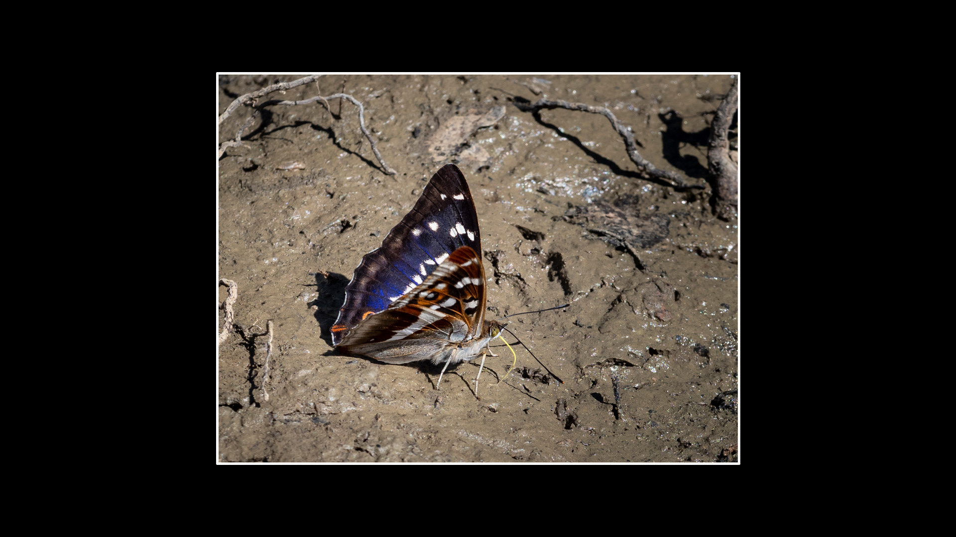 Purple Emperor