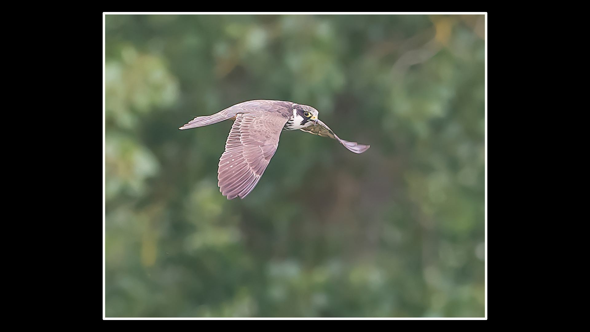 Hobby