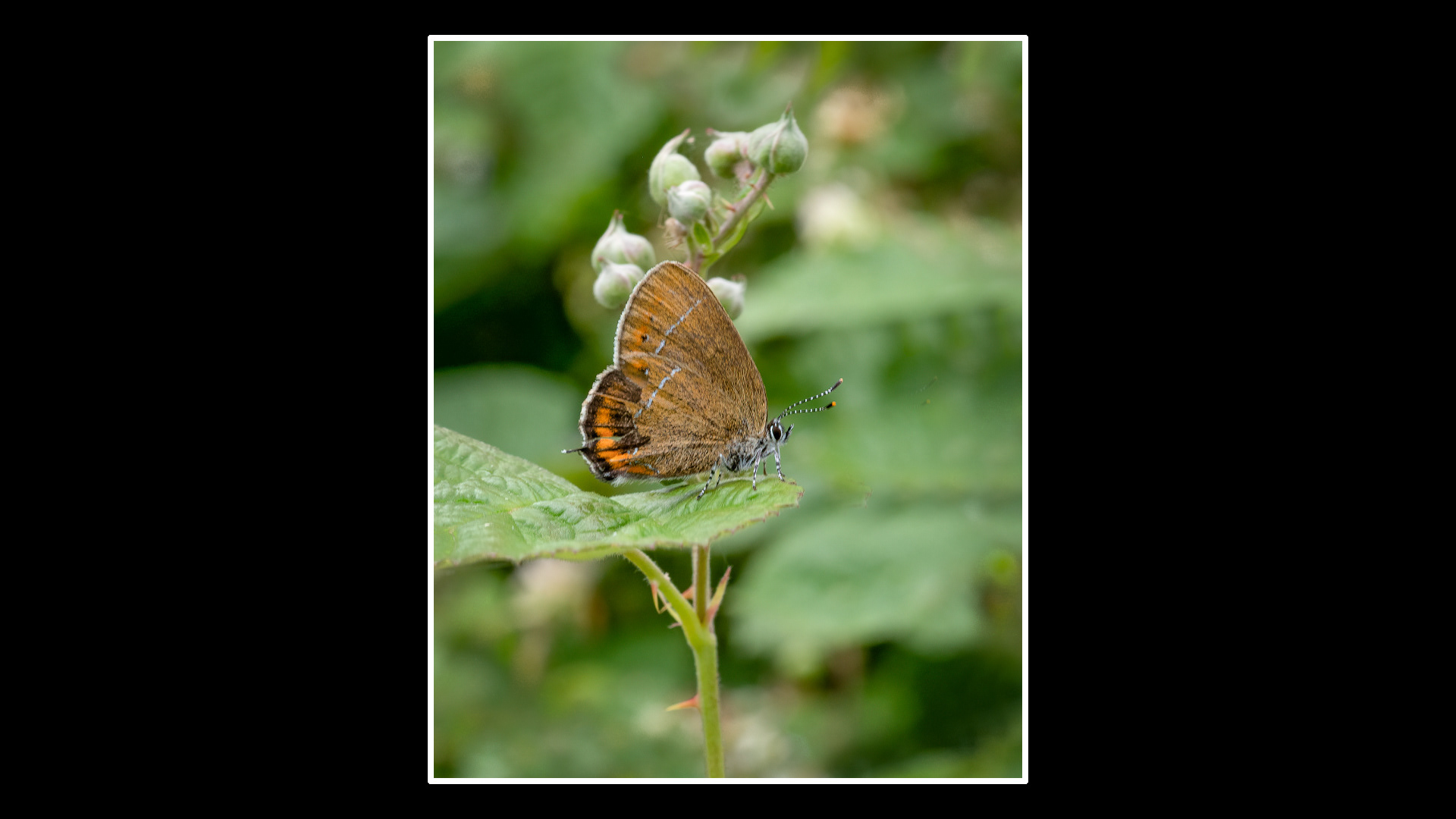 Black Hairstreak