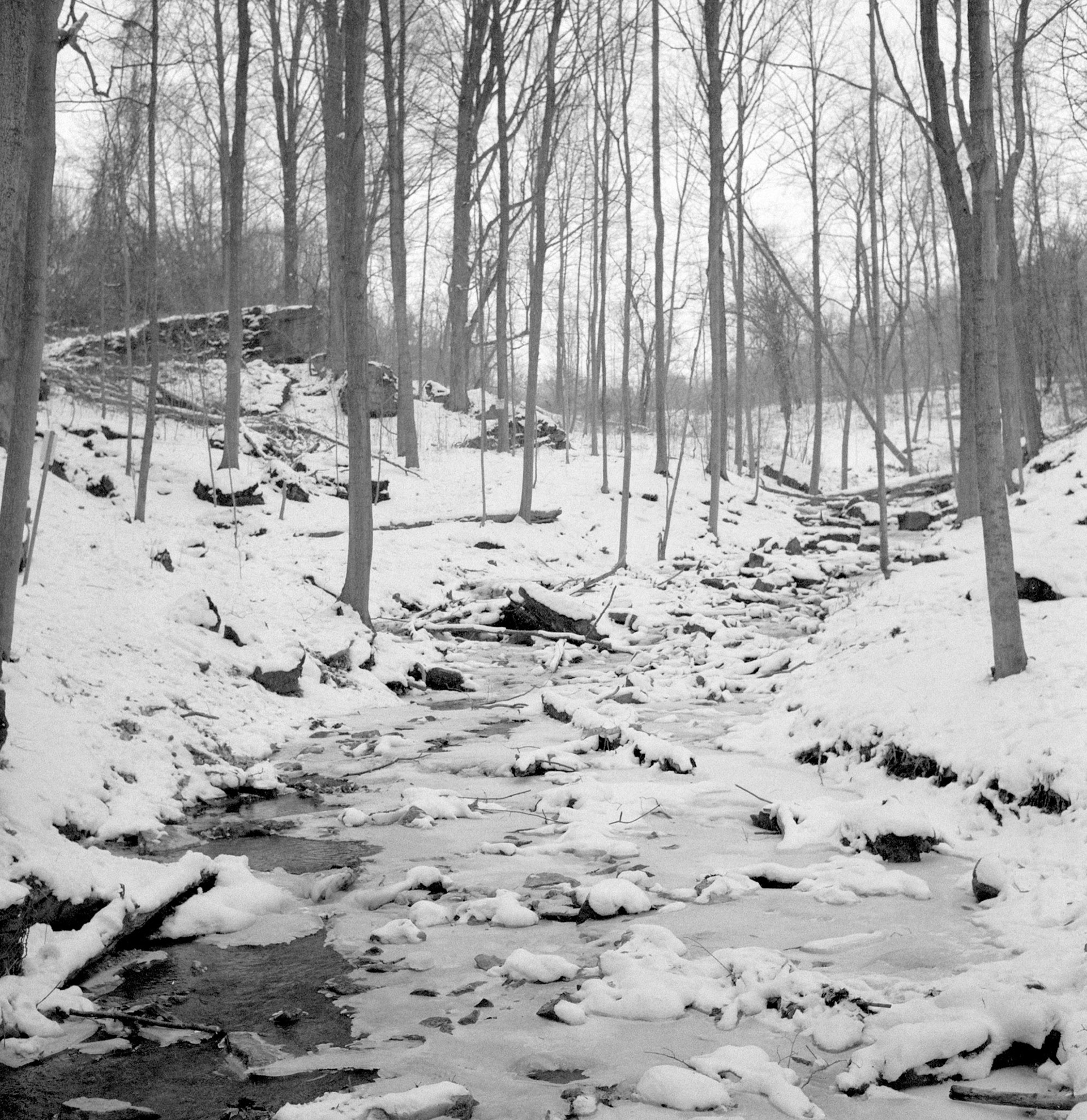 Winter landscape