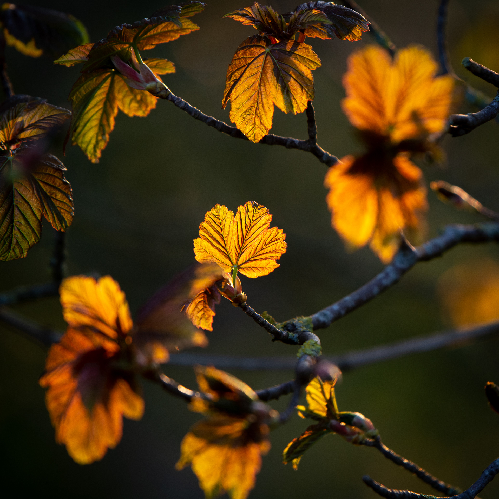 104/365 Light through leaves.
