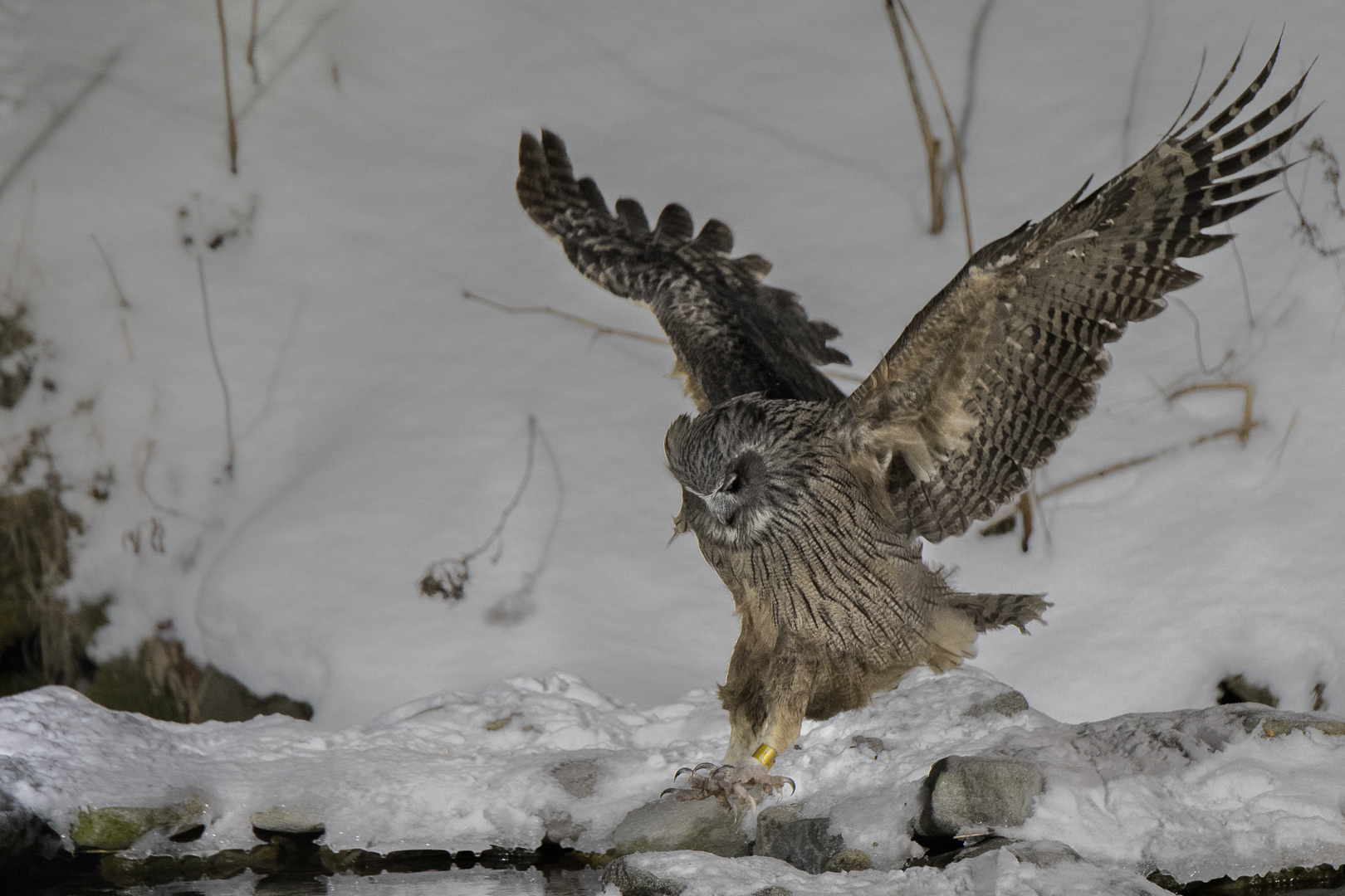 Blakiston Fish Owl. Beast! Was wonderful to see these gigantic owls. Stayed with a local wildlife enthusiast who had set up a hide. Sat for many hours into the night and then blessed to see two owls :-)