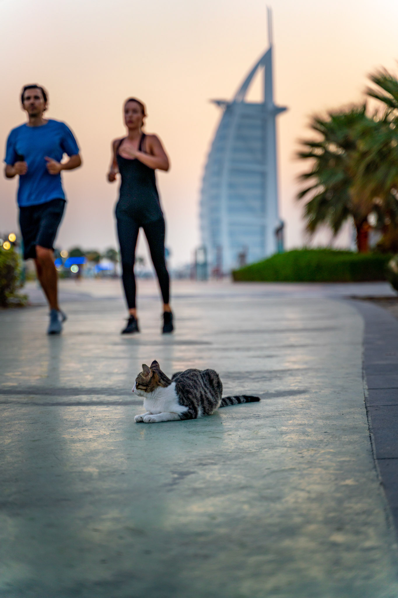 Leisure times in Dubai. A park with jogger and the Burj al Arab in the background