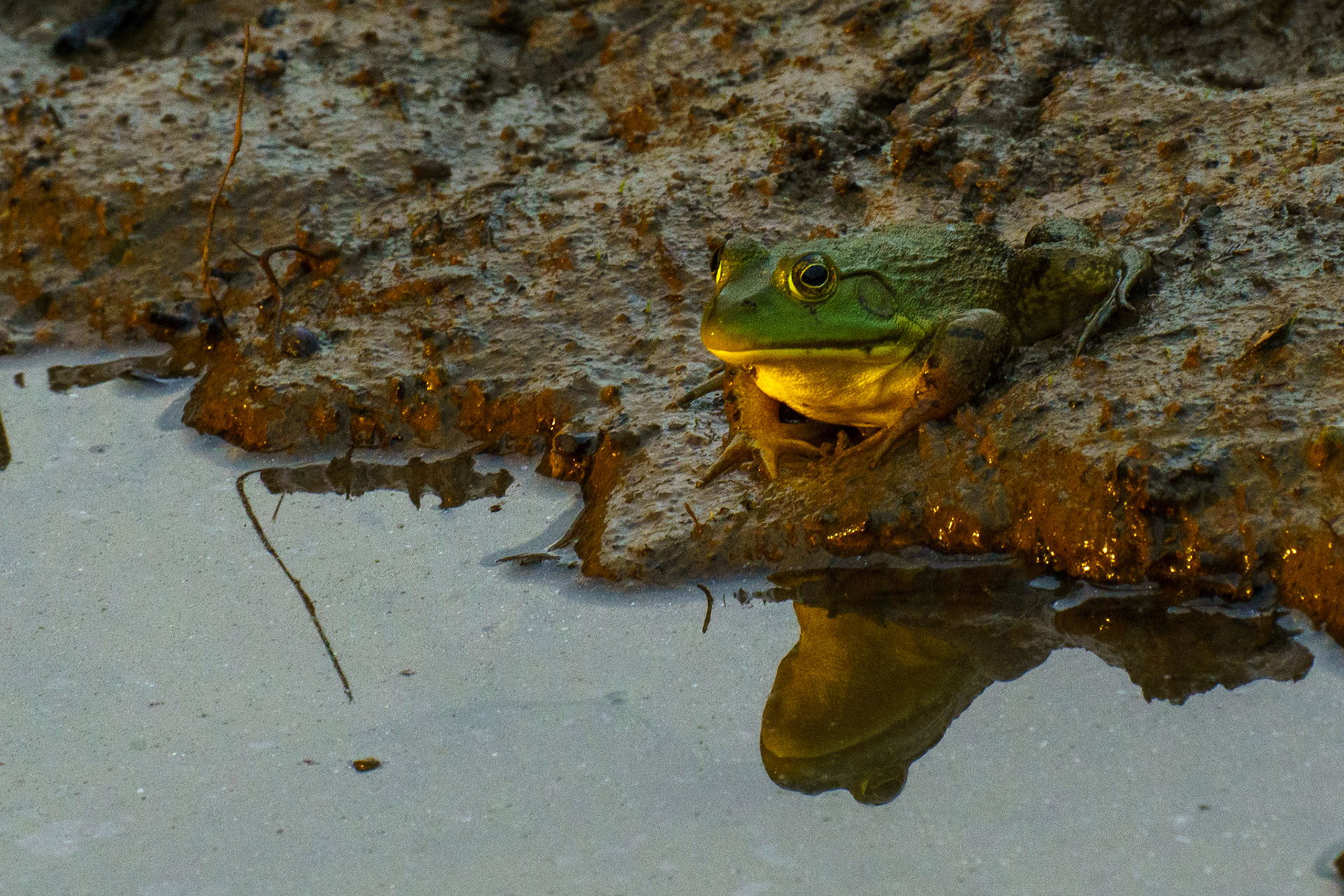 This is an American Bullfrog. I'm proud of two things about this photo. First of all, I really love the way shooting during the evening golden hour literally turned him gold. And second, I'm very happy with the way I was able to capture him in his home. Basically, at the side of a mud puddle. Mud puddles are often underestimated as rich settings for photography.