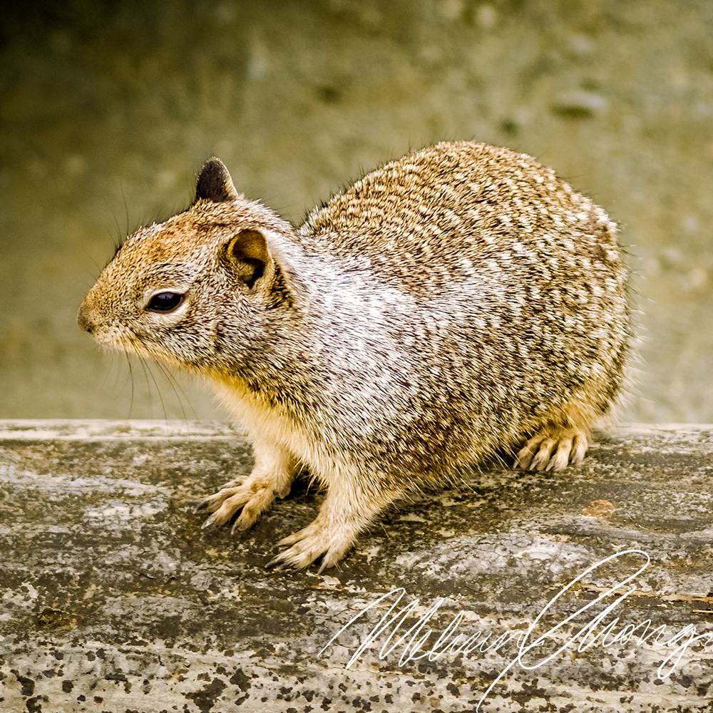 © 2019 | Waddell Resident | 03698
