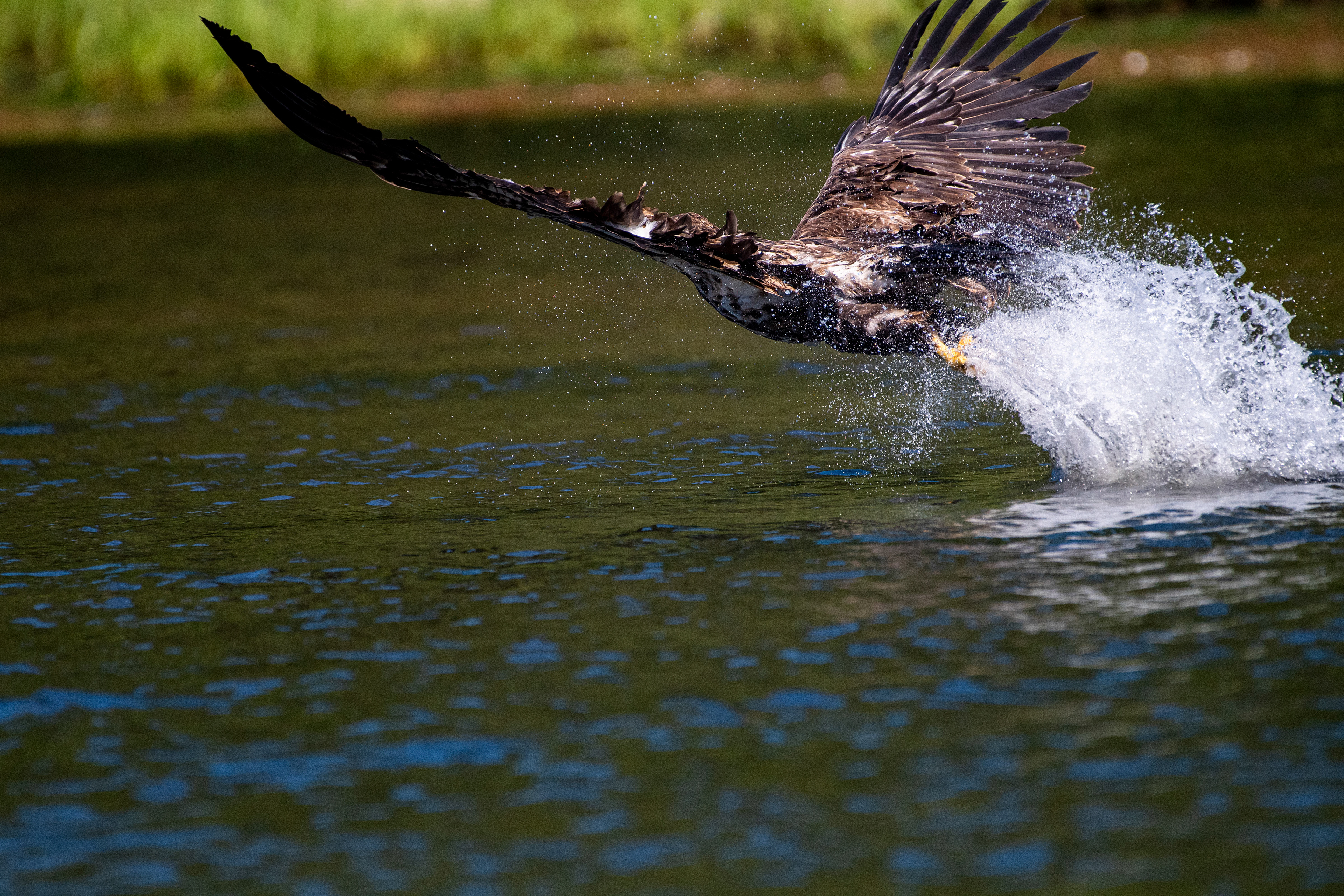 Brian McInnis, Photographer - The beauty of bald eagles