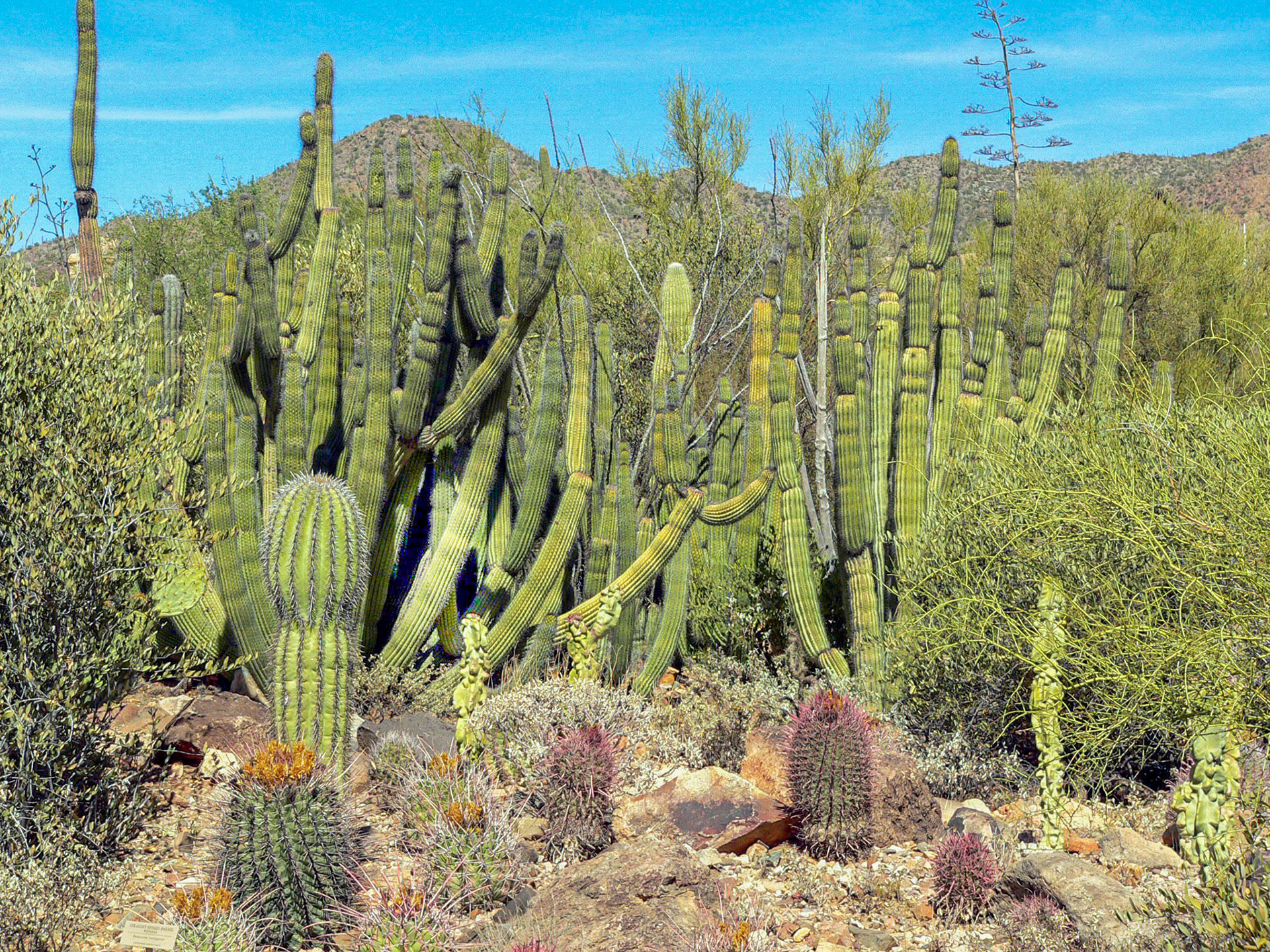 Las Vegas 2007-10