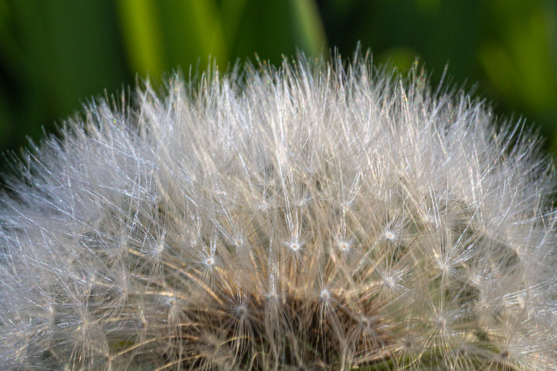Pissenlit (Dandelion)