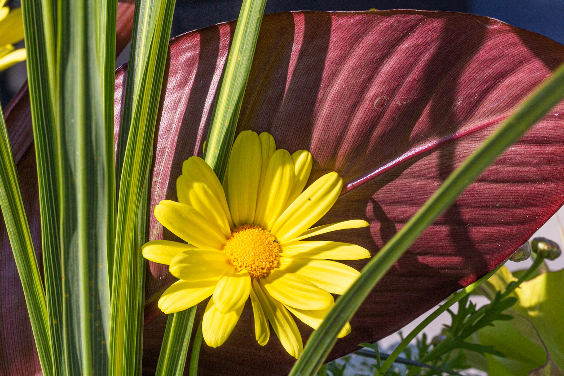 Marguerite beauté jaune