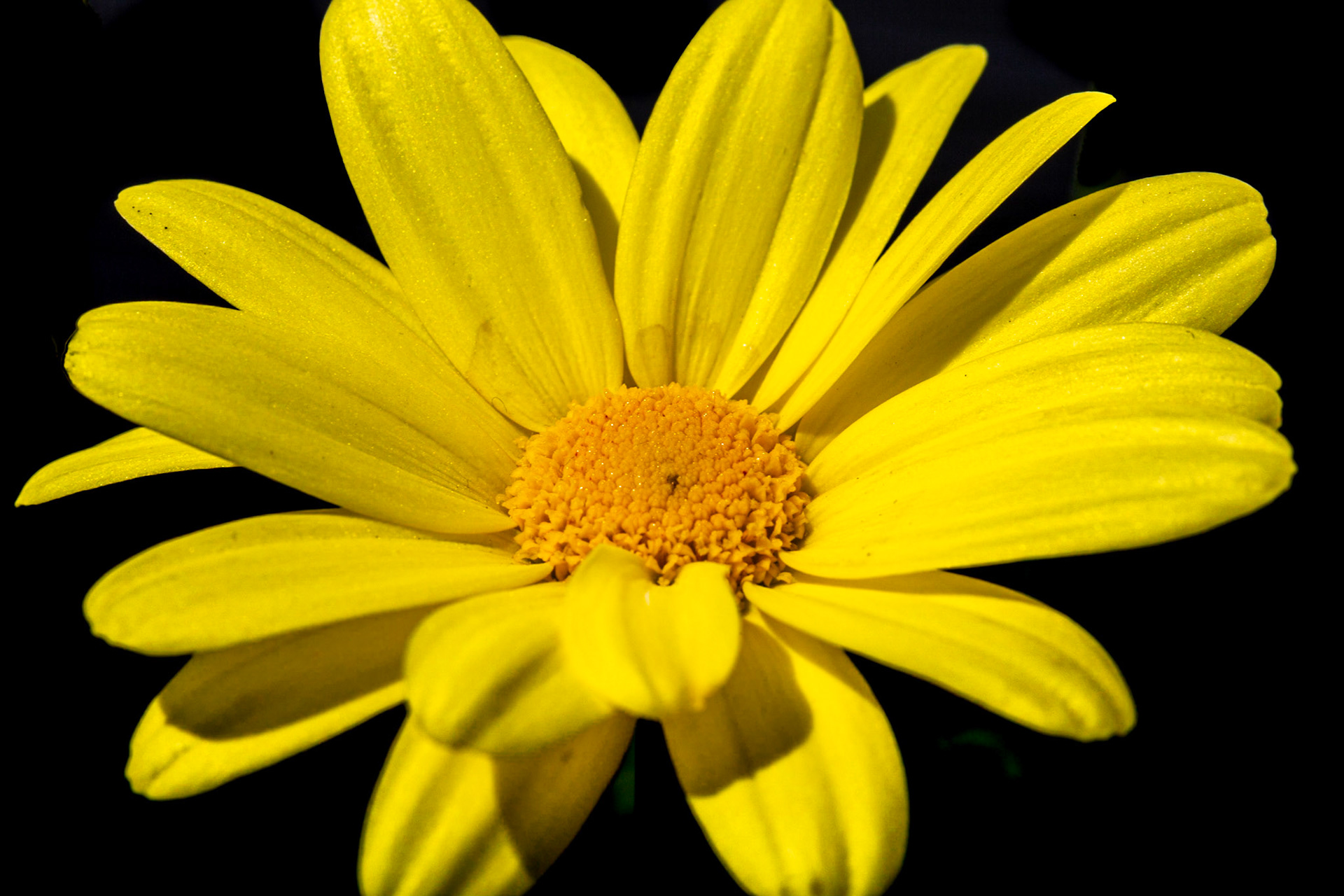 Yellow Beauty Daisy