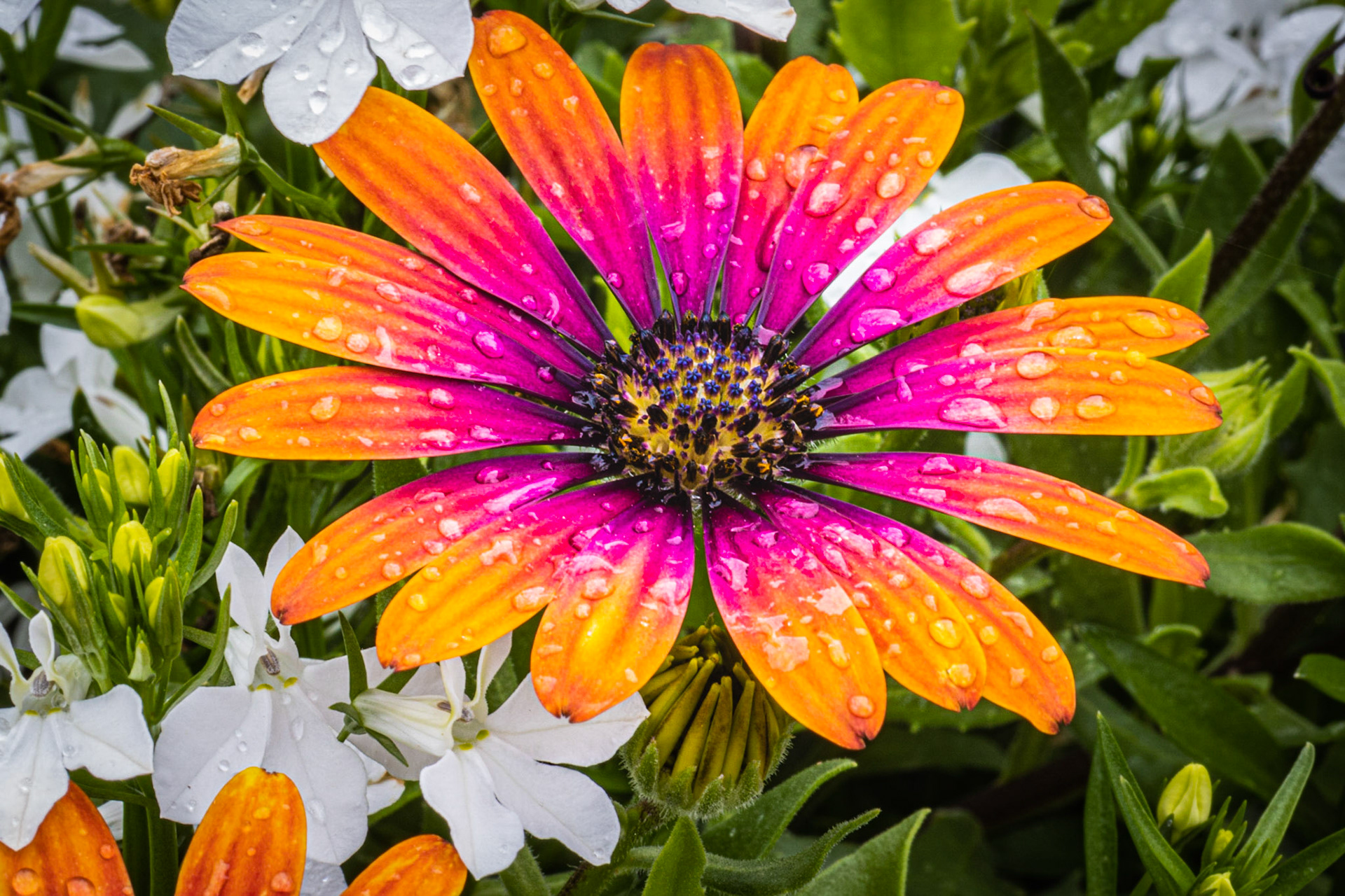 Marguerite d'Afrique (Zion Purple Sun)