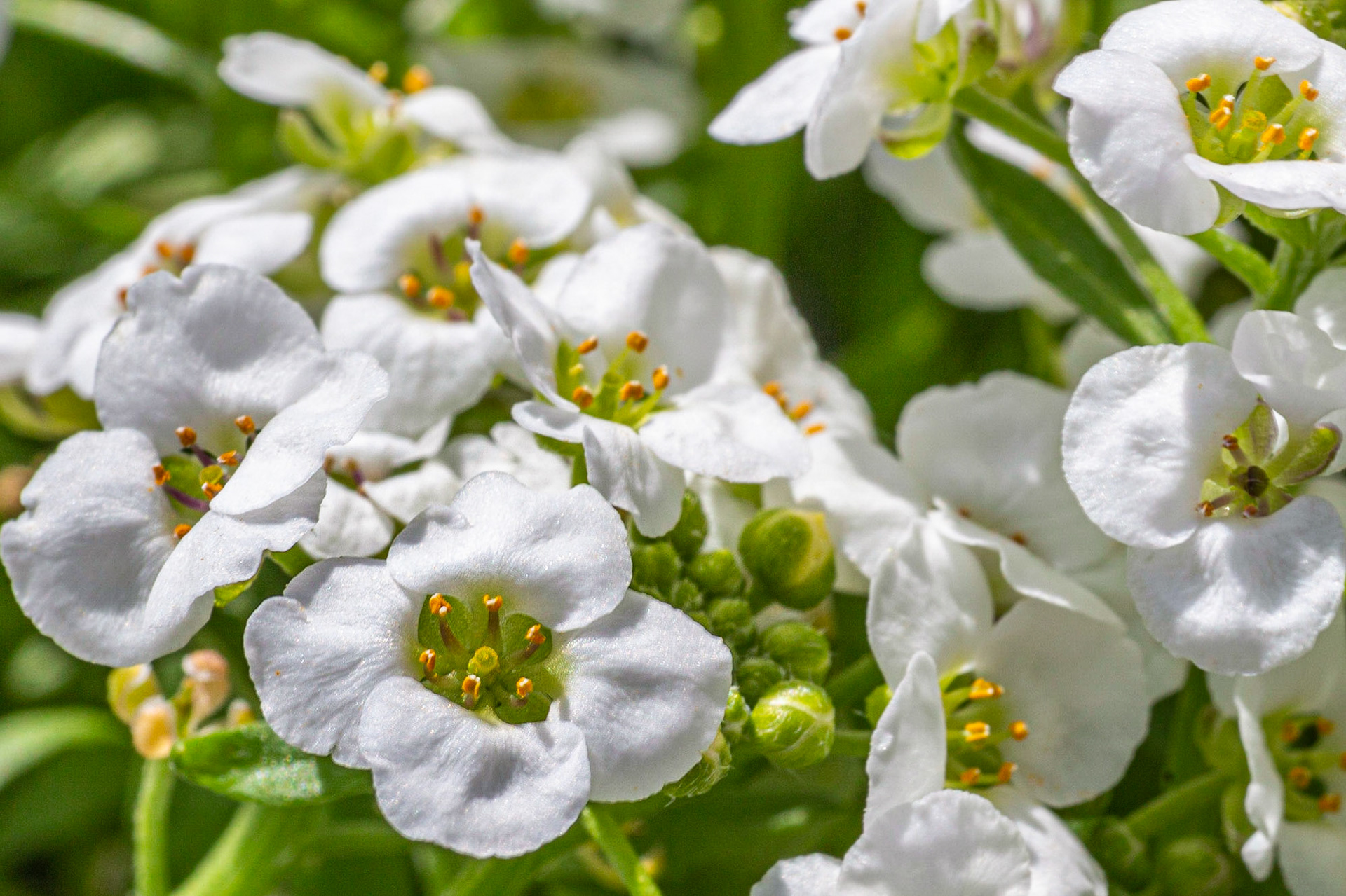 Alyssum wonderland blanc