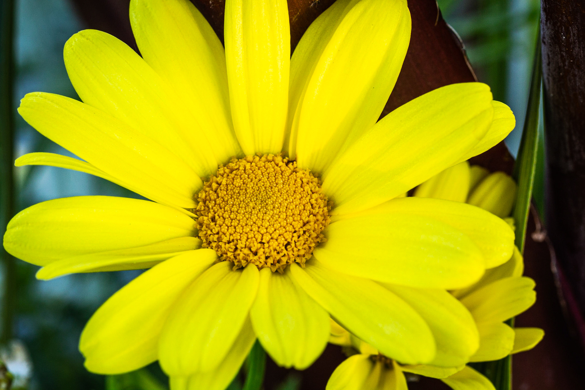 Marguerite beauté jaune