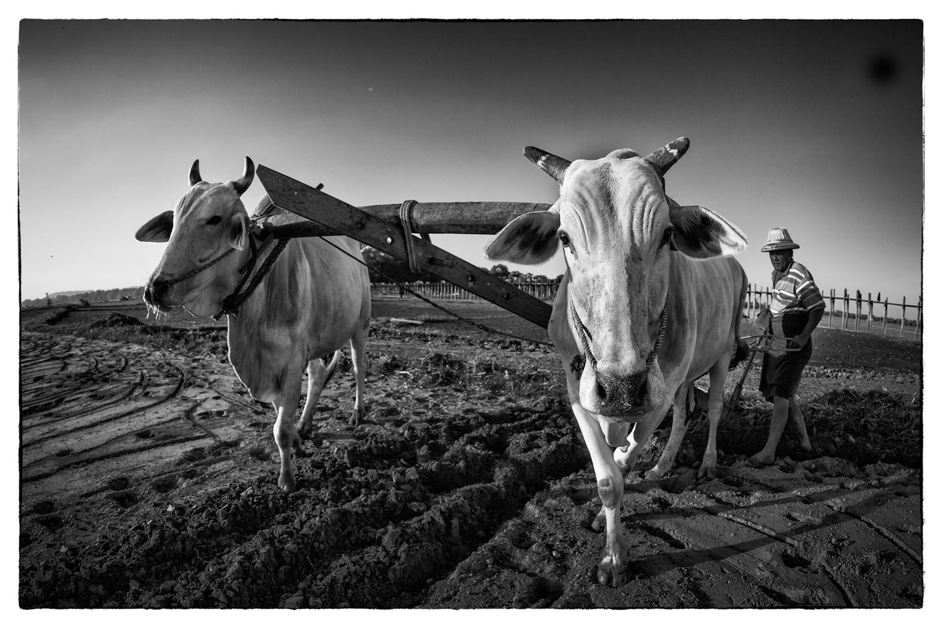 Ploughing a field with oxen