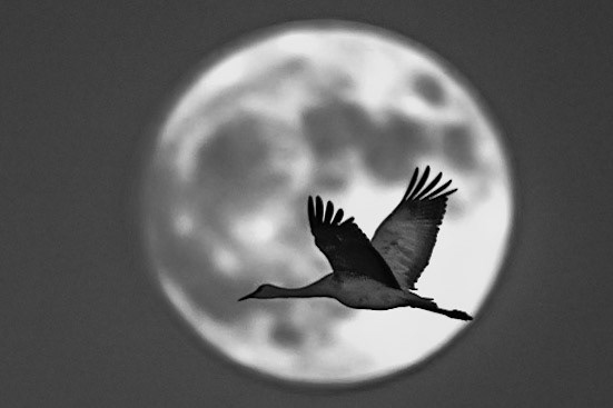 Sandhill crane is flying over supermoon resembles Lufthansa logo.