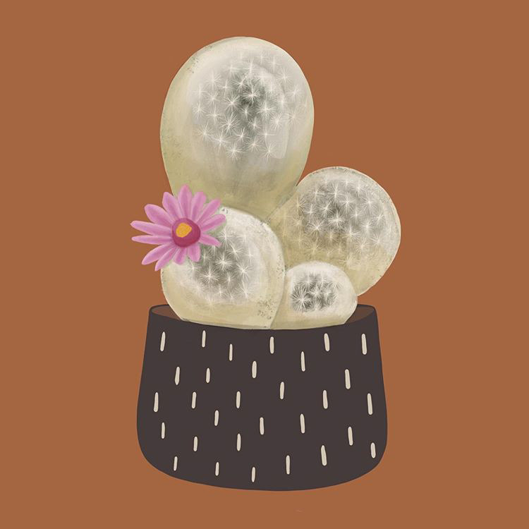 Mammillaria Herrerae - Ruth Zehntner