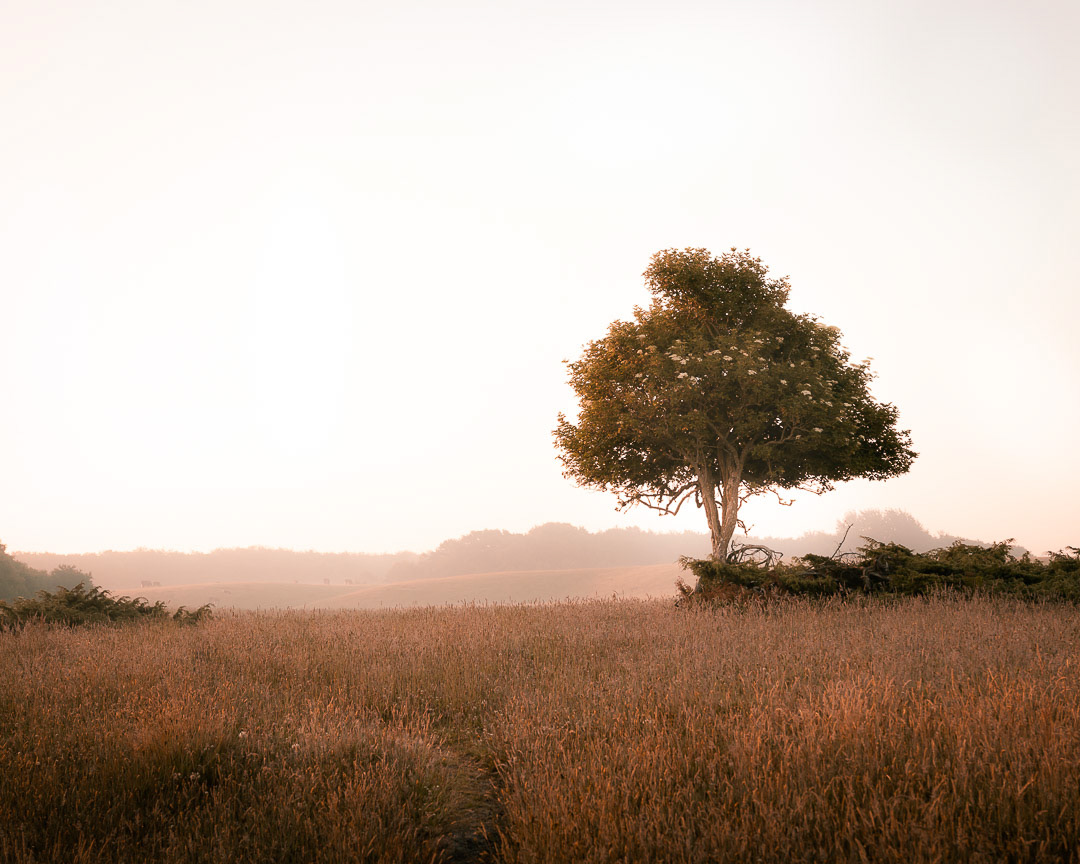 The Lone Tree