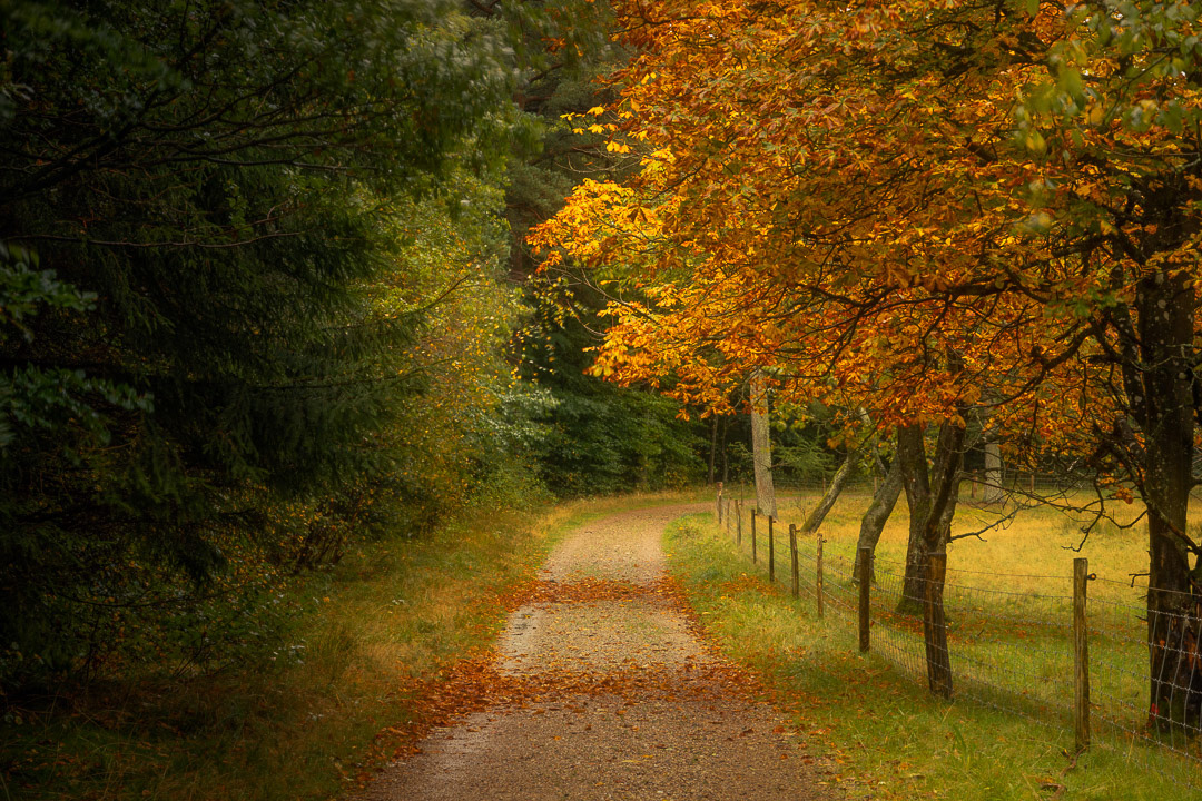 Undallslund Skov #1