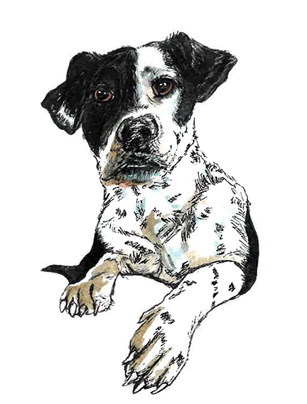 Dorrie - 2016, ink