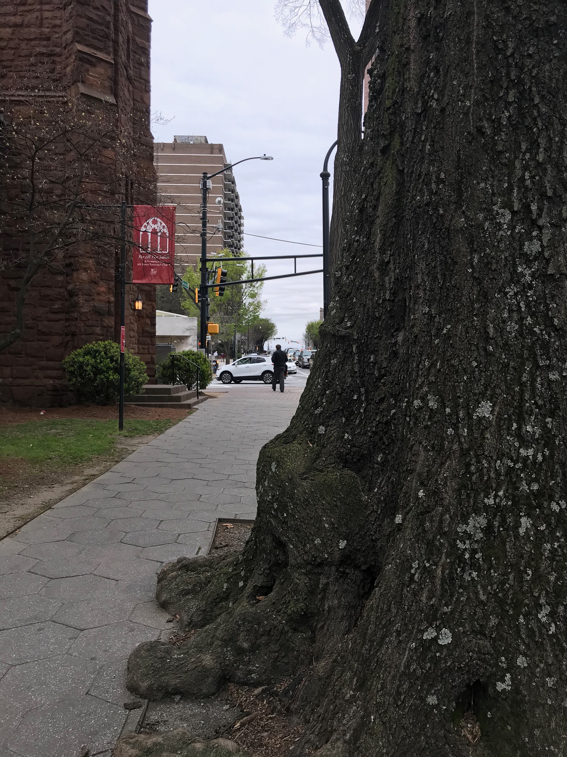 tree obstructing sidewalk